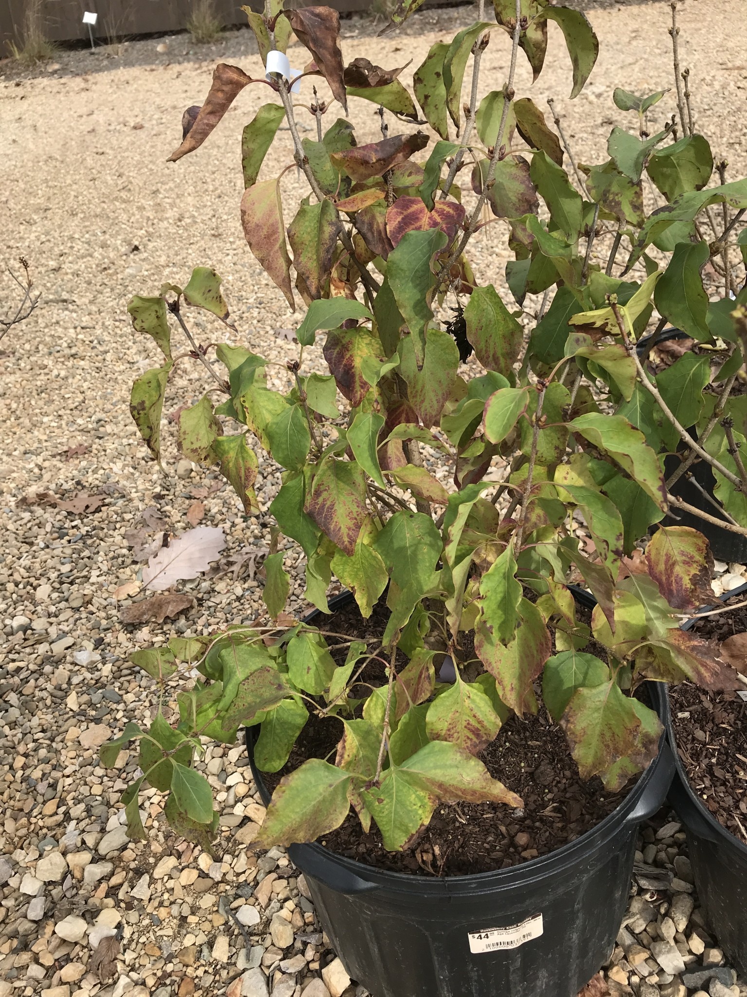 Syringa vulgaris Lilac 'New Age Lavender' 5G