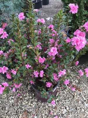 Azalea, Rhododendron x 'Roblec' EncoreÂ® Autumn CarnationÂ® (Pink) 3G