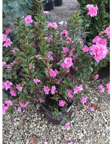 Azalea, Rhododendron x 'Roblec' Encore® Autumn Carnation® (Pink) 3G