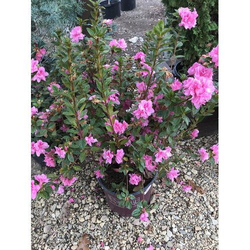 Azalea, Rhododendron x 'Roblec' EncoreÂ® Autumn CarnationÂ® (Pink) 3G