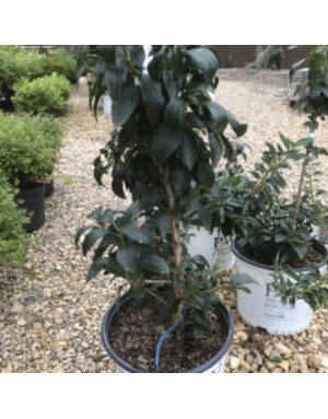 Proven Winner Forsythia, Show Off Sugar Baby 5G