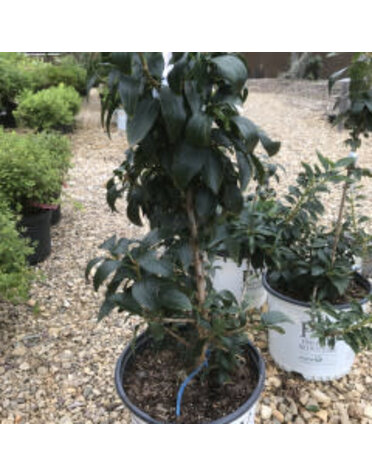 Proven Winner Forsythia, Show Off Sugar Baby 5G