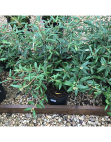 Viburnum, Viburnum x 'pragense' Prague 5G