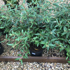 Viburnum, Viburnum x 'pragense' Prague 5G