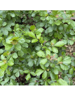 Sumac, Rhus aromatica 'Gro-Low' 3G