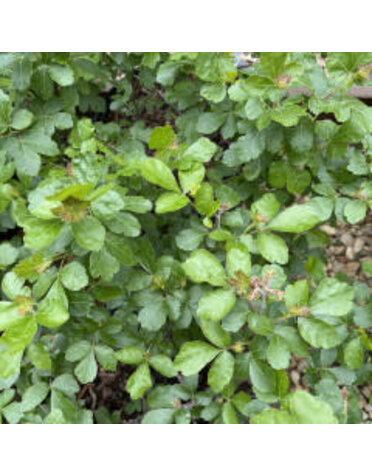 Sumac, Rhus aromatica 'Gro-Low' 3G