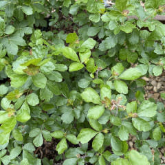 Sumac, Rhus aromatica 'Gro-Low' 3G