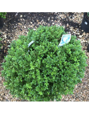 Boxwood, Buxus 'SB108' NewGen Independence® 15-18"