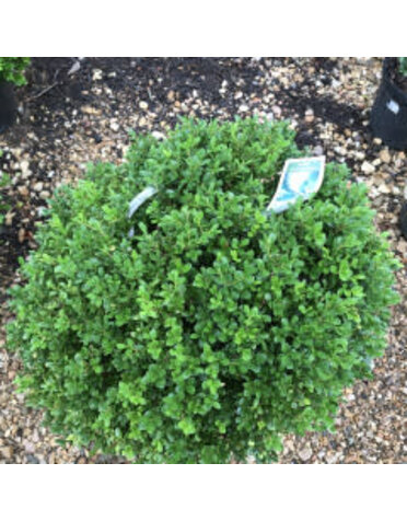 Boxwood, Buxus 'SB108' NewGen Independence® 15-18"