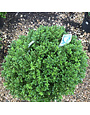Boxwood, Buxus 'SB108' NewGen Independence® 15-18"