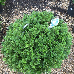 Boxwood, Buxus 'SB108' NewGen Independence® 15-18"