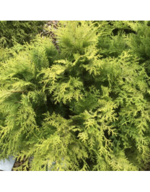False Cypress, Chamaecyparis obtusa 'Crippsii' Golden Hinoki Cypress 3G