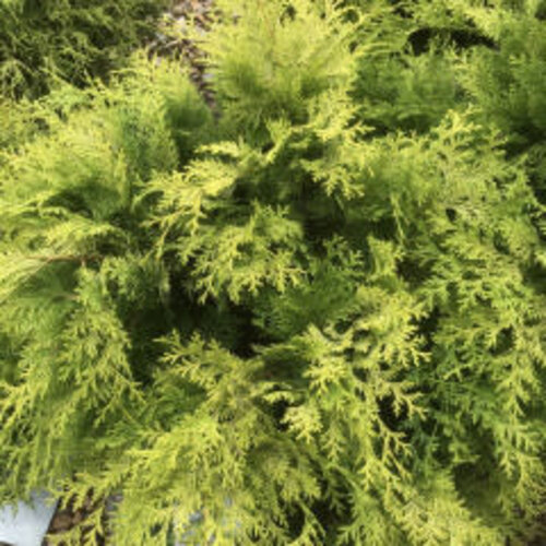 False Cypress, Chamaecyparis obtusa 'Crippsii' Golden Hinoki Cypress 3G