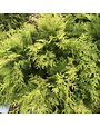 False Cypress, Chamaecyparis obtusa 'Crippsii' Golden Hinoki Cypress 3G