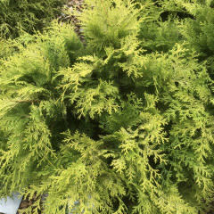 False Cypress, Chamaecyparis obtusa 'Crippsii' Golden Hinoki Cypress 3G