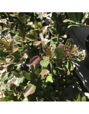 Hawthorn, Rhaphiolepis indica 'Snow White' 3G