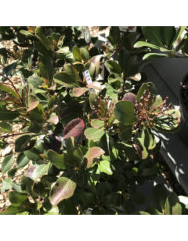 Hawthorn, Rhaphiolepis indica 'Snow White' 3G