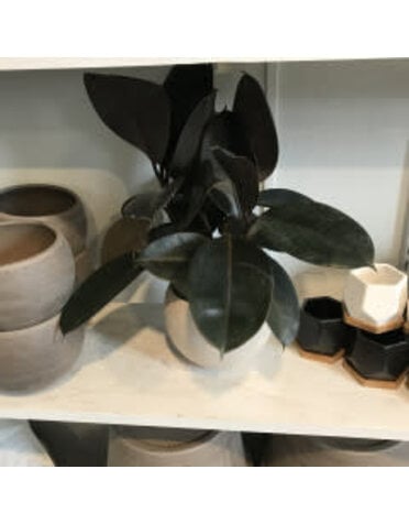 Fig, Ficus elastica 'Tineke' Rubber Plant (Houseplant) 1G