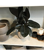 Rubber Plant Variegated 1G