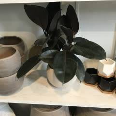 Rubber Plant Variegated 1G
