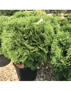 Arborvitae, Thuja occidentalis 'Tom Thumb' 15G