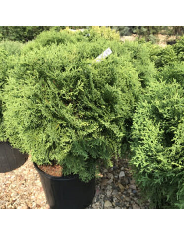 Arborvitae, Thuja occidentalis 'Tom Thumb' 15G