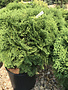 Arborvitae, Thuja occidentalis 'Tom Thumb' 15G