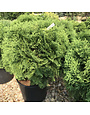 Arborvitae, Thuja occidentalis 'Tom Thumb' 15G