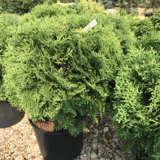 Arborvitae, Thuja occidentalis 'Tom Thumb' 15G
