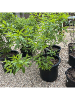 Proven Winner Buttonbush, Cephalanthus occidentalis 'SMCOSS' Sugar Shack® 3G NATIVE Proven Winner Buttonbush, Cephalanthus occidentalis 'SMCOSS' Sugar Shack® 3G NATIVE