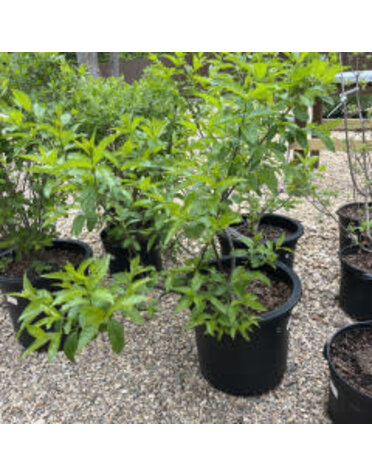 Proven Winner Buttonbush, Cephalanthus occidentalis 'SMCOSS' Sugar Shack® 3G NATIVE