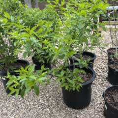 Proven Winner Buttonbush, Cephalanthus occidentalis 'SMCOSS' Sugar Shack® 3G NATIVE