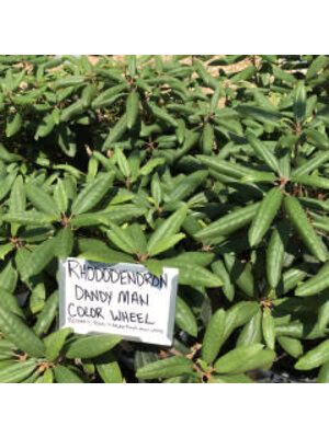 Rhododendren, Rhododendron x 'NCRX1' Dandy Man Color Wheel® (Pink to White) 3G