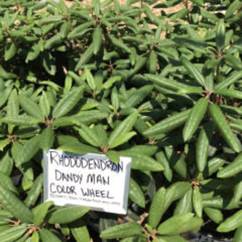 Rhododendren, Rhododendron x 'NCRX1' Dandy Man Color WheelÂ® (Pink to White) 3G