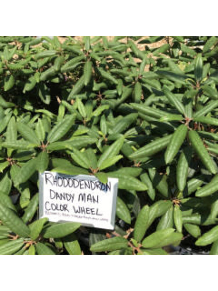 Rhododendren, Rhododendron x 'NCRX1' Dandy Man Color Wheel® (Pink to White) 3G