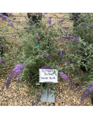 Butterfly Bush Nanho Blue 3 GAL