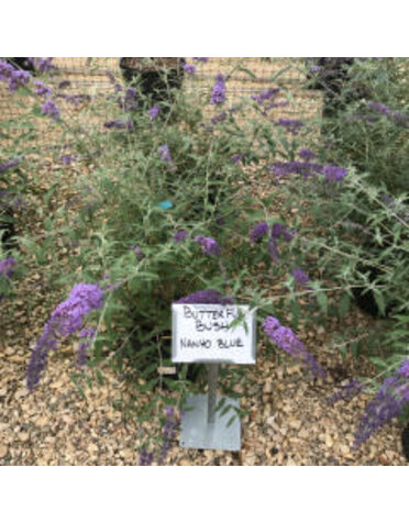 Butterfly Bush Nanho Blue 3 GAL
