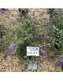 Butterfly Bush Nanho Blue 3 GAL