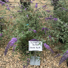 Butterfly Bush Nanho Blue 3 GAL