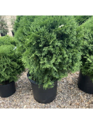 Arborvitae, Thuja occidentalis 'Tom Thumb' 3G NATIVE