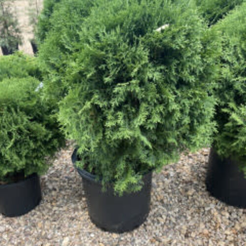 Arborvitae, Thuja occidentalis 'Tom Thumb' 3G NATIVE