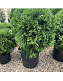Arborvitae Thuja occidentalis 'Tom Thumb' 3G NATIVE