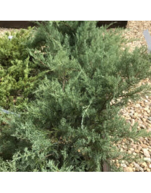 Juniperus virginiana 'Grey Owl' 3G NATIVE