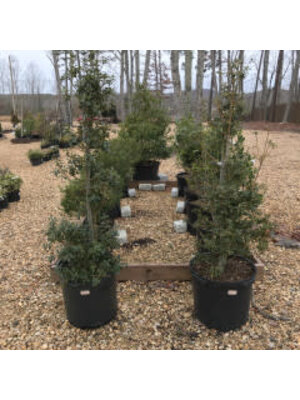 Holly, Ilex x aquipernyi 'Meschick' Dragon Lady™ 15G