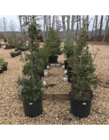Holly, Ilex x aquipernyi 'Meschick' Dragon Ladyâ„¢ 15G