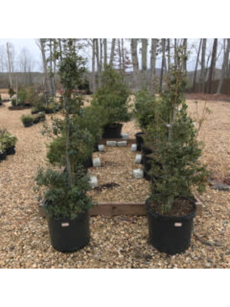 Holly, Ilex x aquipernyi 'Meschick' Dragon Lady™ 15G