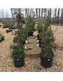 Holly, Dragon Lady, Ilex x aquipemyi DRAGON LADY™ 15G
