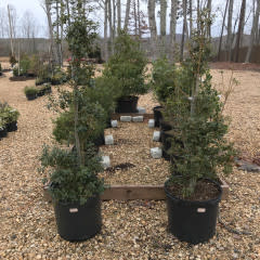 Holly, Ilex x aquipernyi 'Meschick' Dragon Lady™ 15G