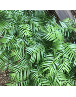 Yew, Cephalotaxus harringtonia 'Scott Wallace' Japanese Plum Yew 5G
