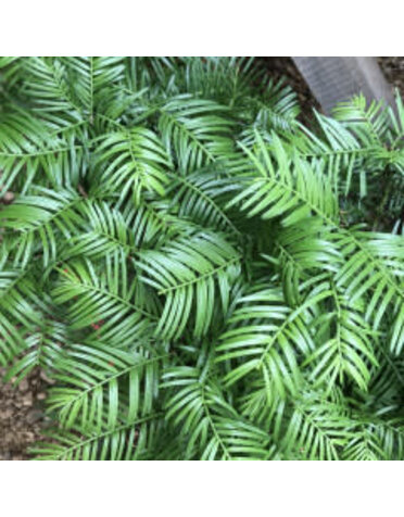 Yew, Cephalotaxus harringtonia 'Scott Wallace' Japanese Plum Yew 5G